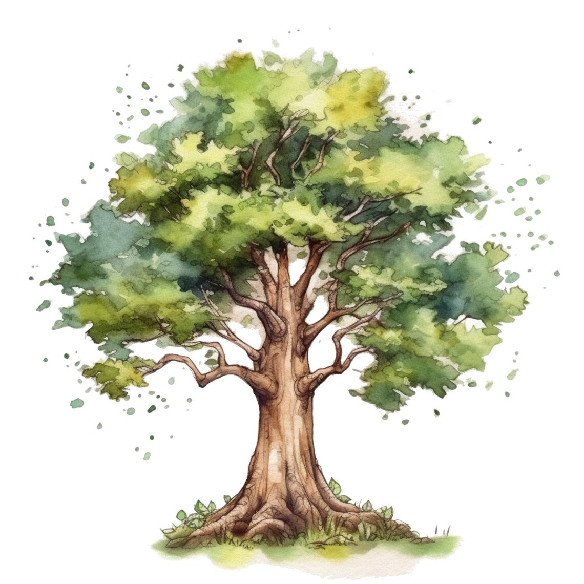 Cottonwood Tree Watercolor Clip Art 4 High Quality PNG Transparent