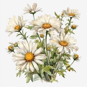 Op de afbeelding: Een boeket witte madeliefjes met gele hartjes, geschilderd in aquarel. De bloemen zijn in een tros gerangschikt, met enkele knoppen en stelen zichtbaar.