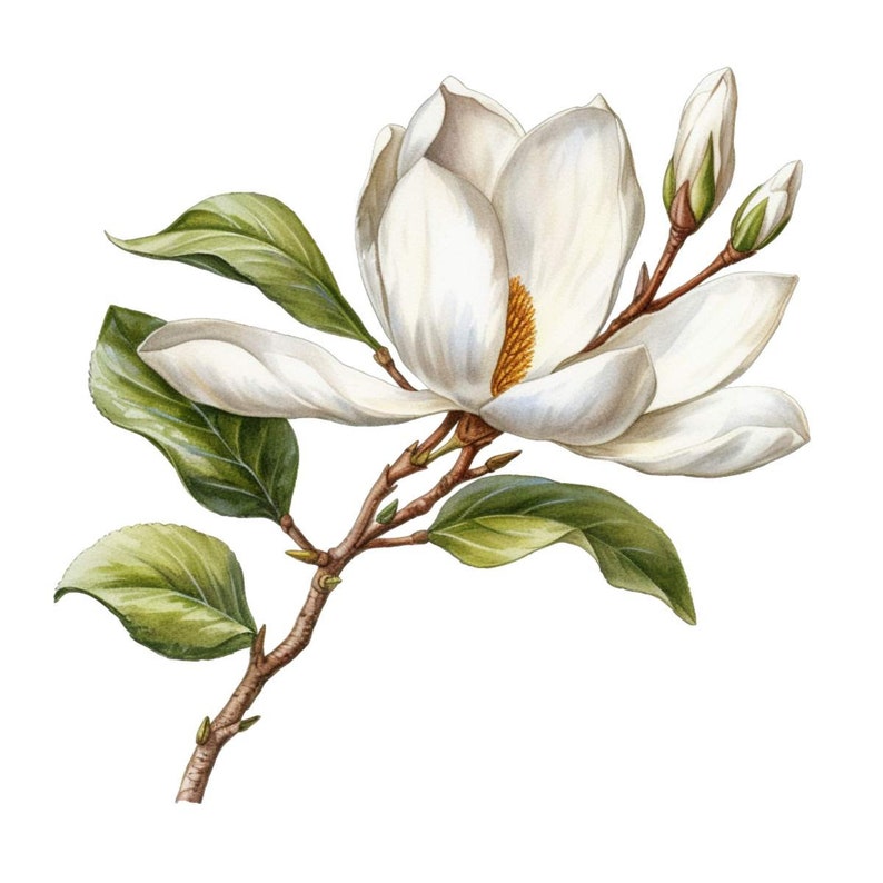 Magnolia Flower Floral Watercolor Clip Art 4 High Quality PNG - Etsy