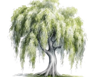 White Willow Tree Watercolor Clip Art 4 High Quality PNG Format Instant Download Commercial Use - 366