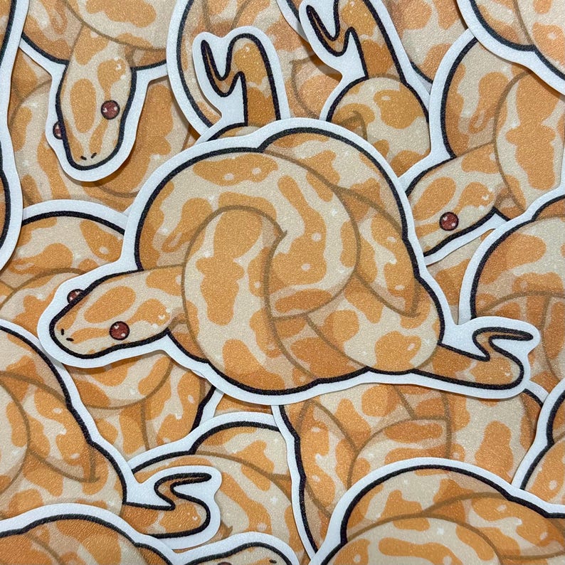 ball python needs help image 2