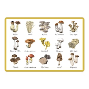 Vinyl Decal Mushroom Identification Chart Sticker - - 3 sizes - multi-use - decal for water bottles, laptops, phones, mugs, cars, bikes