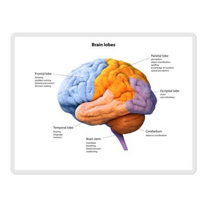 May include: Anatomical illustration of a human brain, labeled with the frontal, parietal, occipital, and temporal lobes, as well as the cerebellum and brain stem. The brain is colored in shades of blue, orange, and purple, with text labels.
