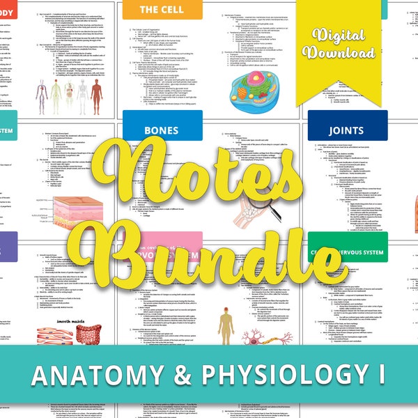 Anatomie Noten Bündel, Anatomie und Physiologie, digitaler Download