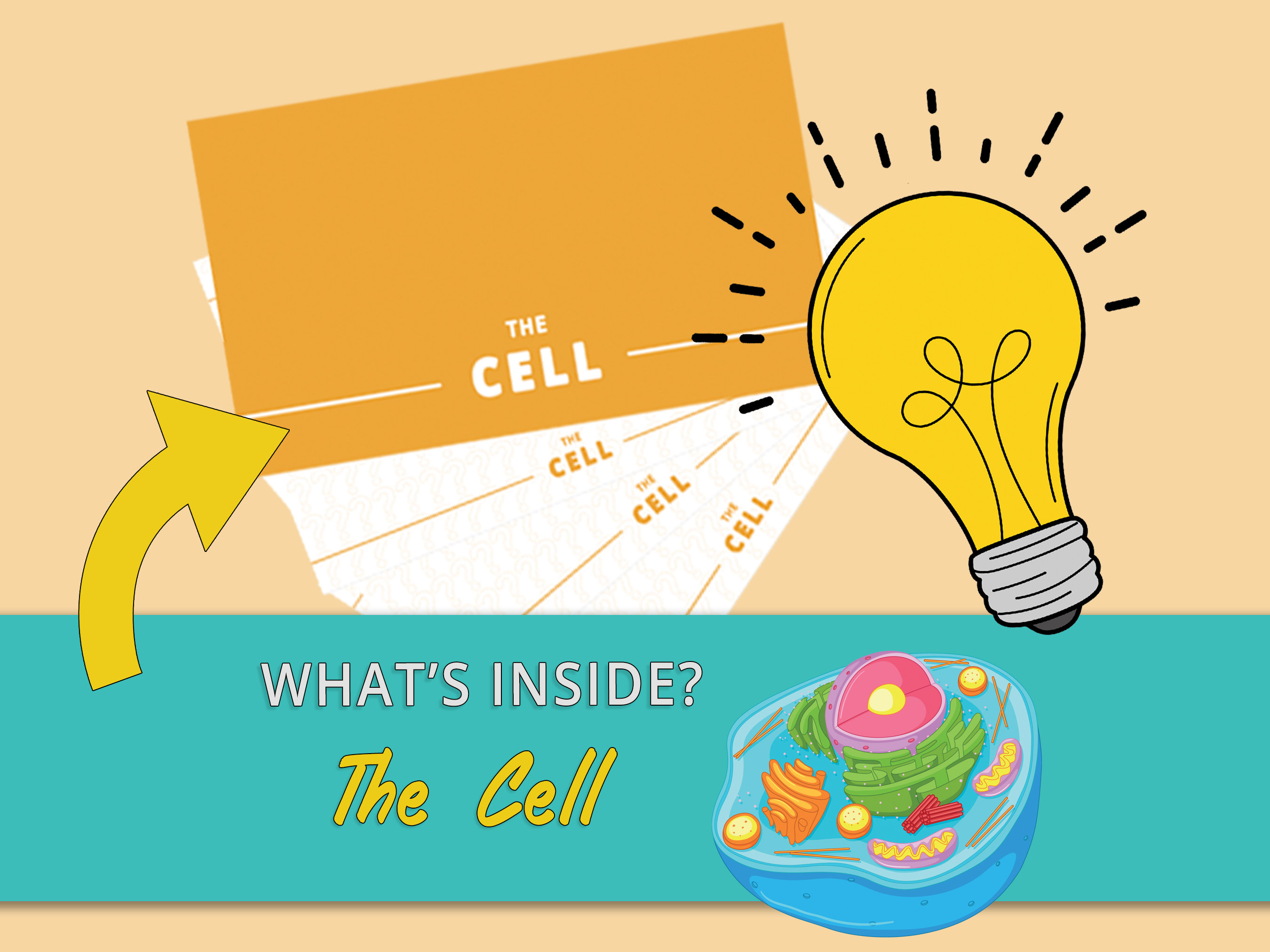 Anatomy Flashcards Bundle Anatomy and Physiology Flashcards Anatomy