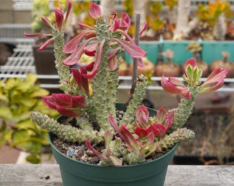 Euphorbia Stapelioides Pstrokata, rzadka sukulentka - A1