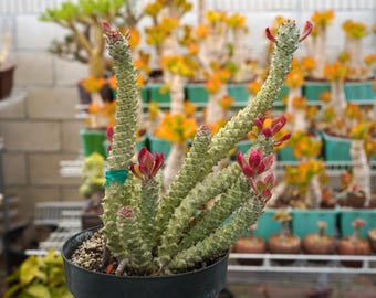 Euphorbia Stapelioides Suculenta rara variegada - A2