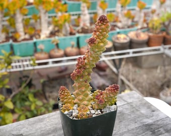 Euphorbia Ritchiei Seltene Sukkulente Pflanze - A2