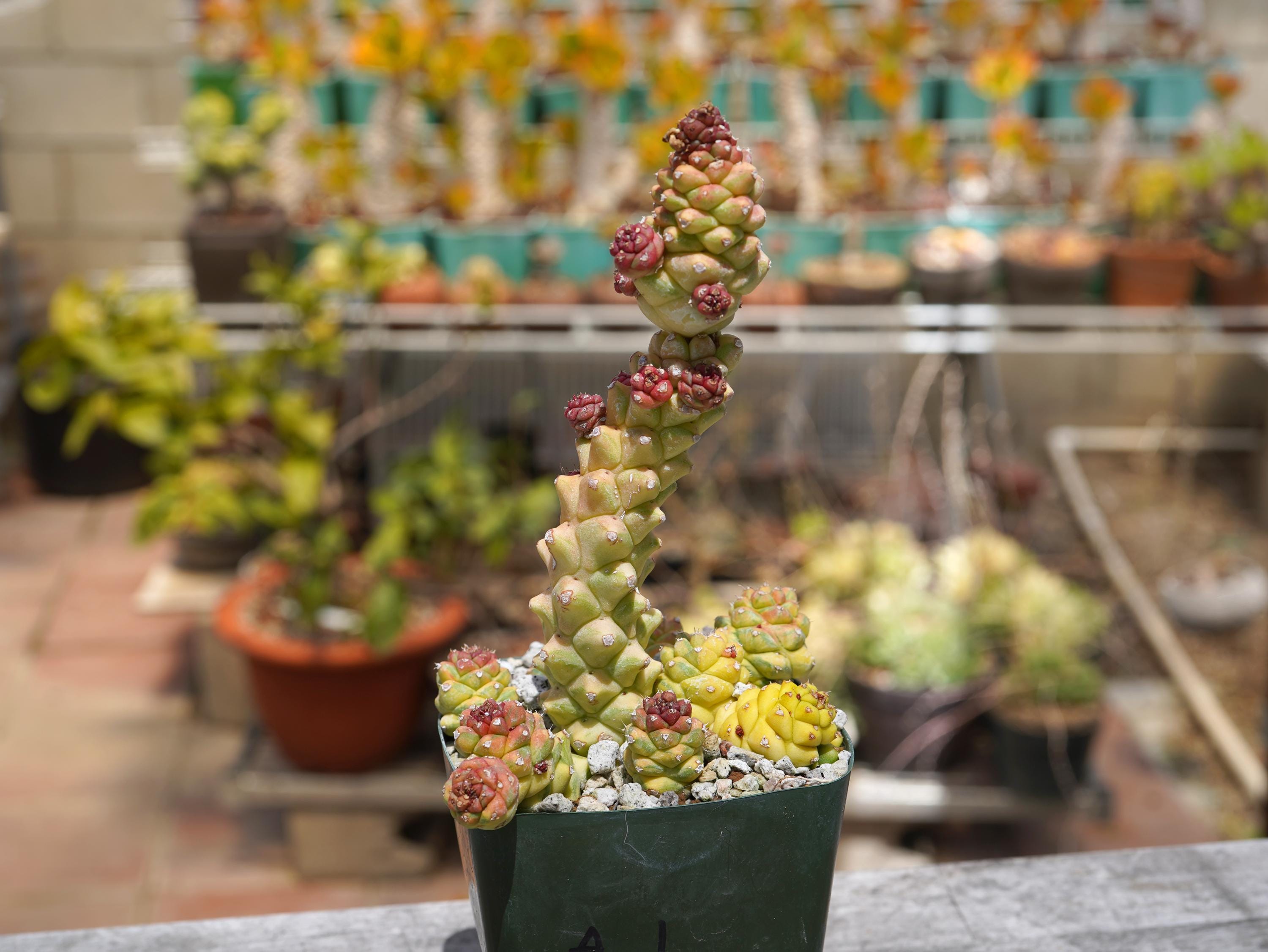 variegata pink Echeveria 'Pink Vera' Variegated 2