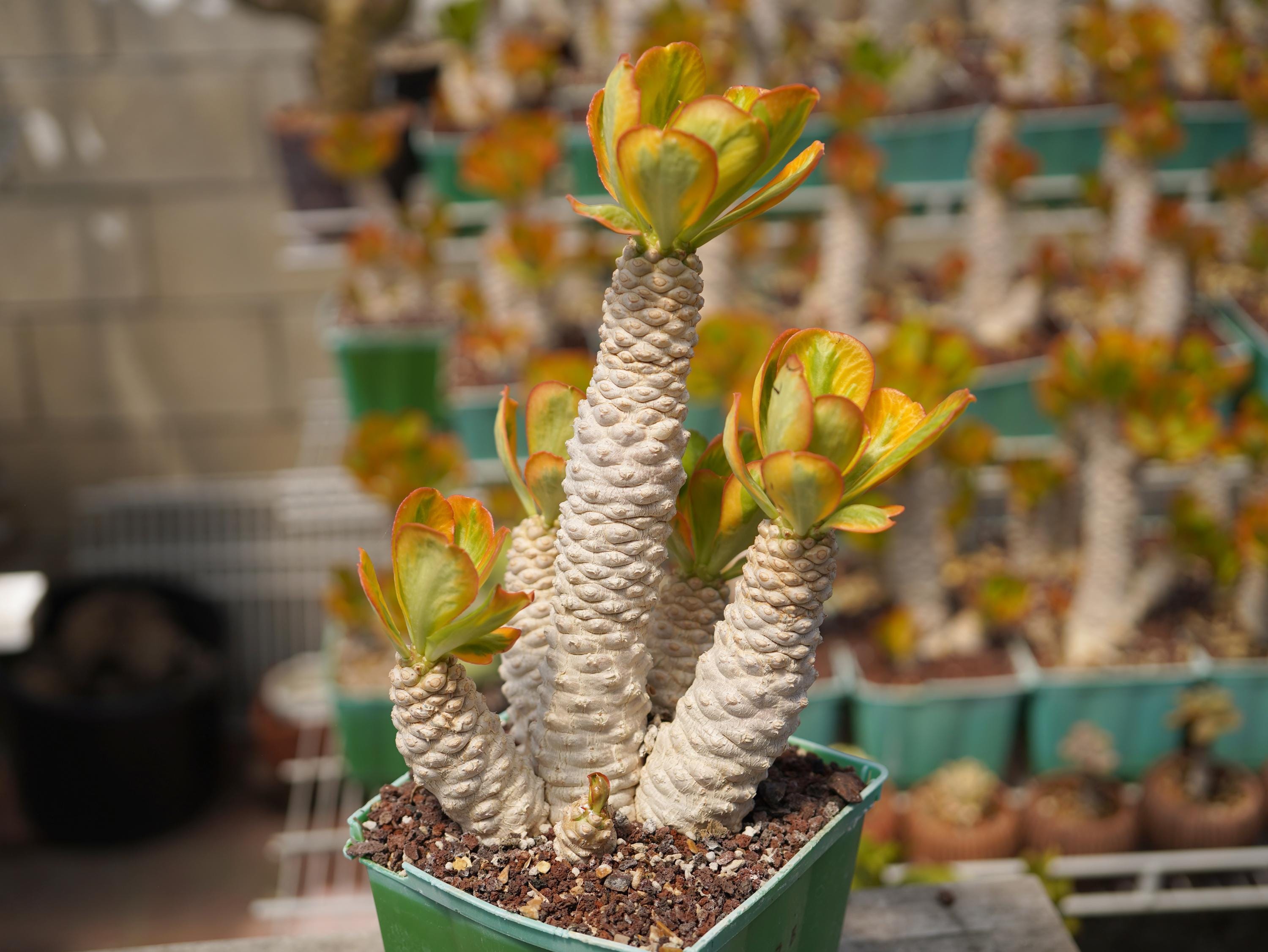 Euphorbia monadenium - Etsy 日本