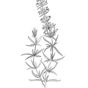Hyssop Herb Doodle PDF