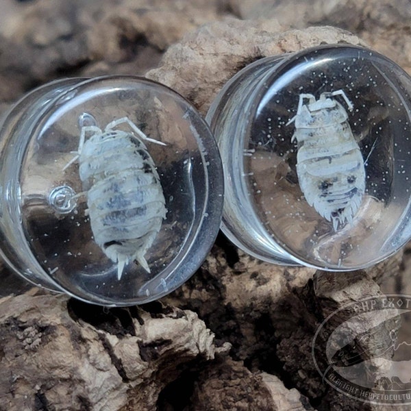 18mm (11/16 in) Isopod Plugs