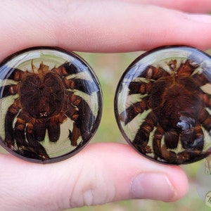 Custom Size Tarantula Molt Plugs: Option 1