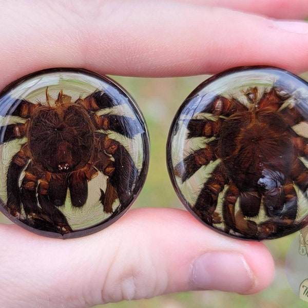 Aangepaste maat Tarantula Molt Plugs: Optie 1