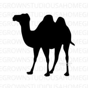 Camel Silhouette SVG, Camel Clipart, Animal Svg Cut Dateien, Svg, Dxf, Eps Png Jpg, Sofortiger Download für Cricut Glowforge, Silhouette