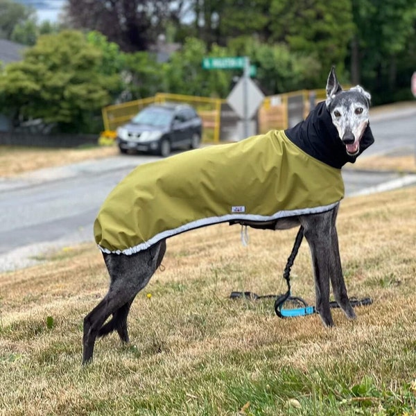 OLIVE - Greyhound|Whippet|Saluki|Galgo | Raincoat