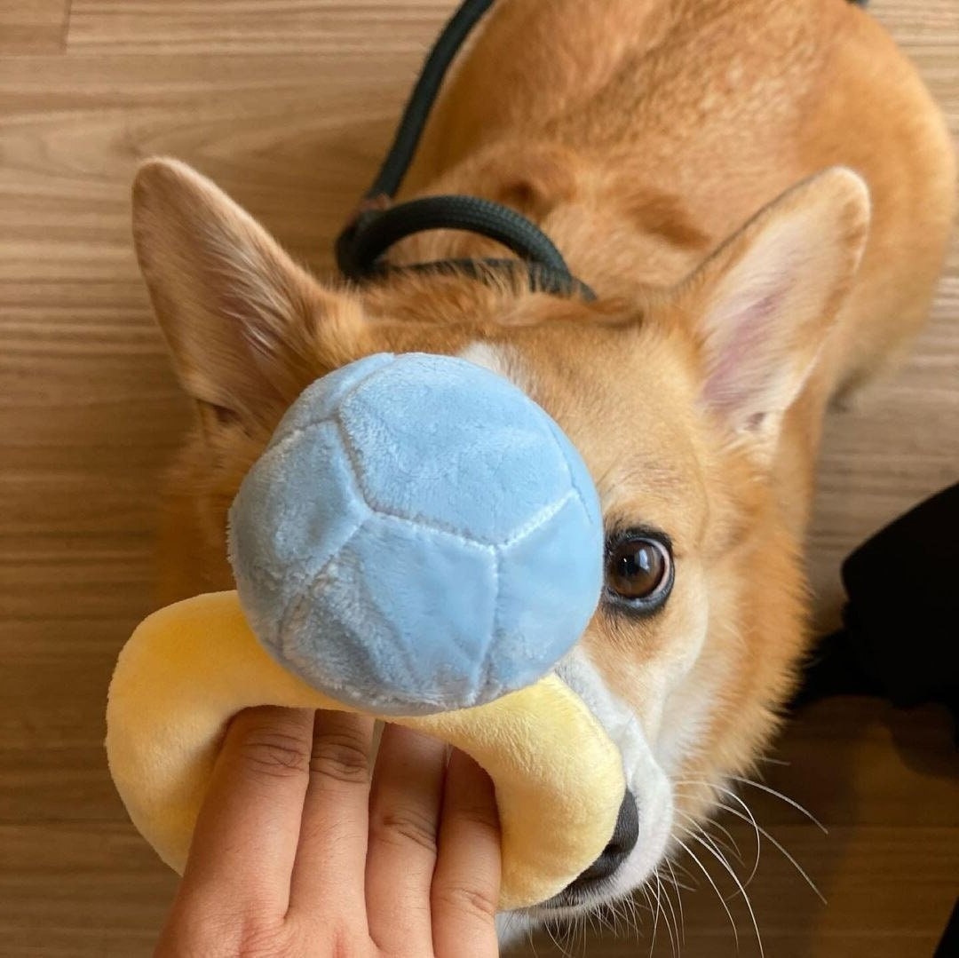 Dog engagement cheap ring toy