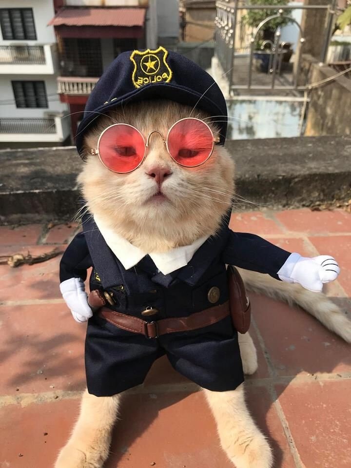 Pet Police Officer Detective Costume Cosplay for Dog Cat Etsy