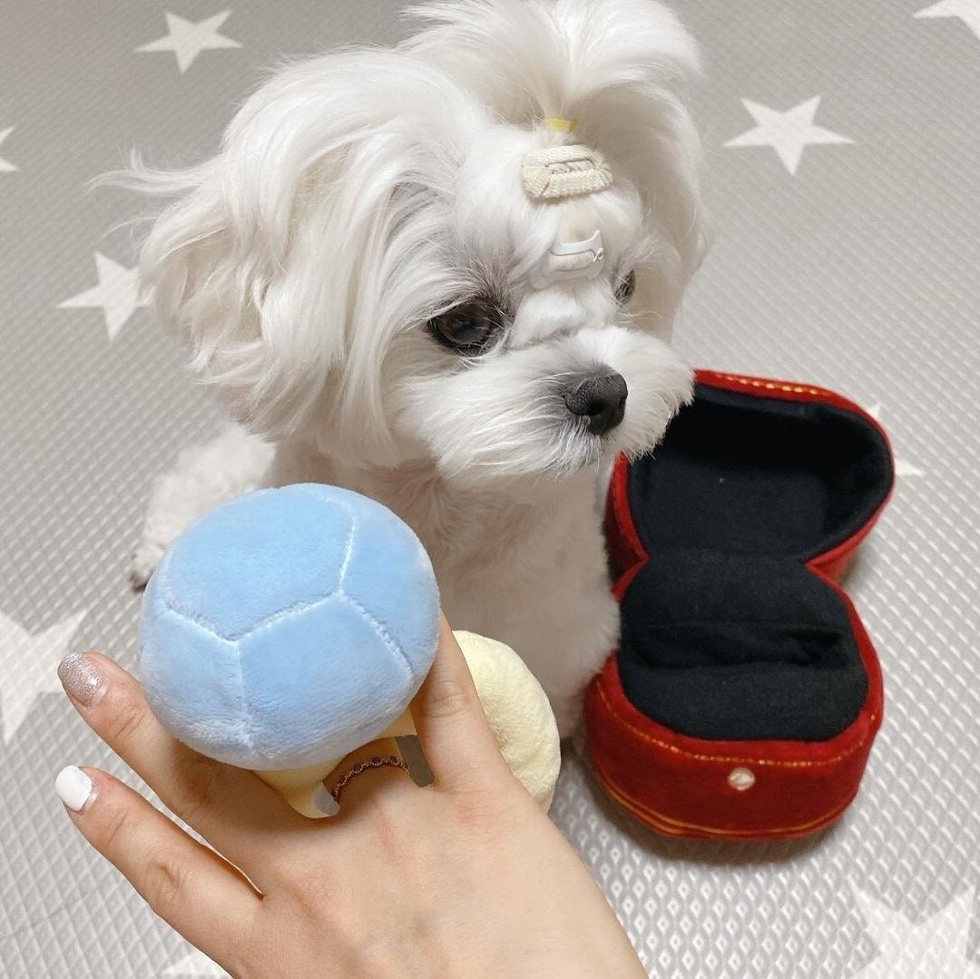 Dog engagement ring clearance toy