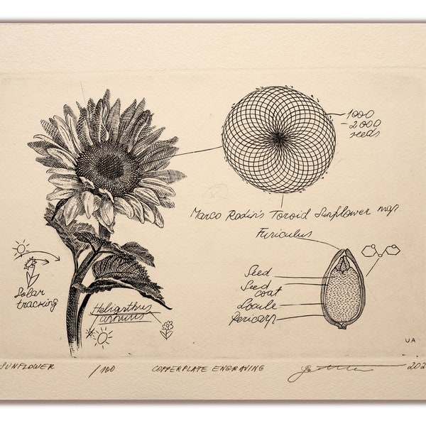 Sunflower - Original Hand-Engraved Copperplate Engraving, Limited Edition intaglio print featuring toroid, geometry, handwriting