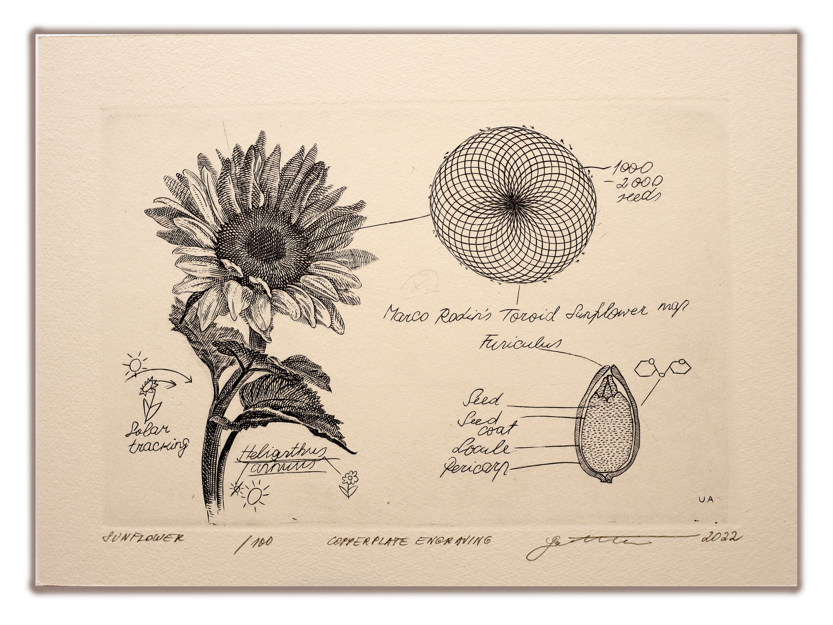 Sunflower - Original Hand-engraved Copperplate Engraving
