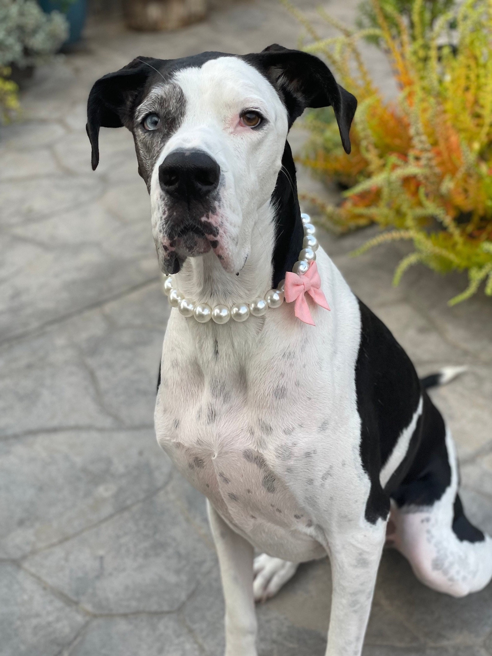Pearl Dog Collar Necklace Pearl Necklace W/bow Bow Etsy