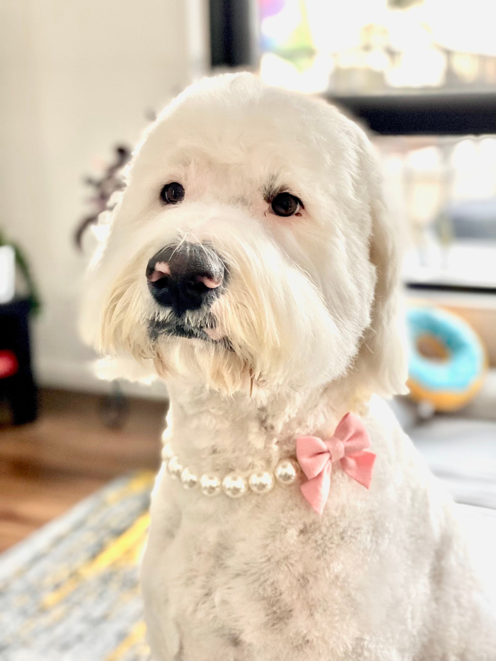 Pearl Dog Collar Necklace Pearl Necklace W/bow Bow - Etsy