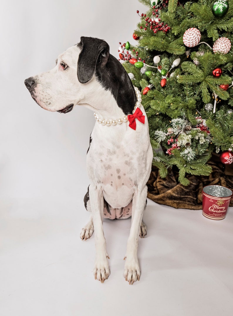 Pearl Dog Collar Necklace Pearl Necklace W/bow Bow Etsy