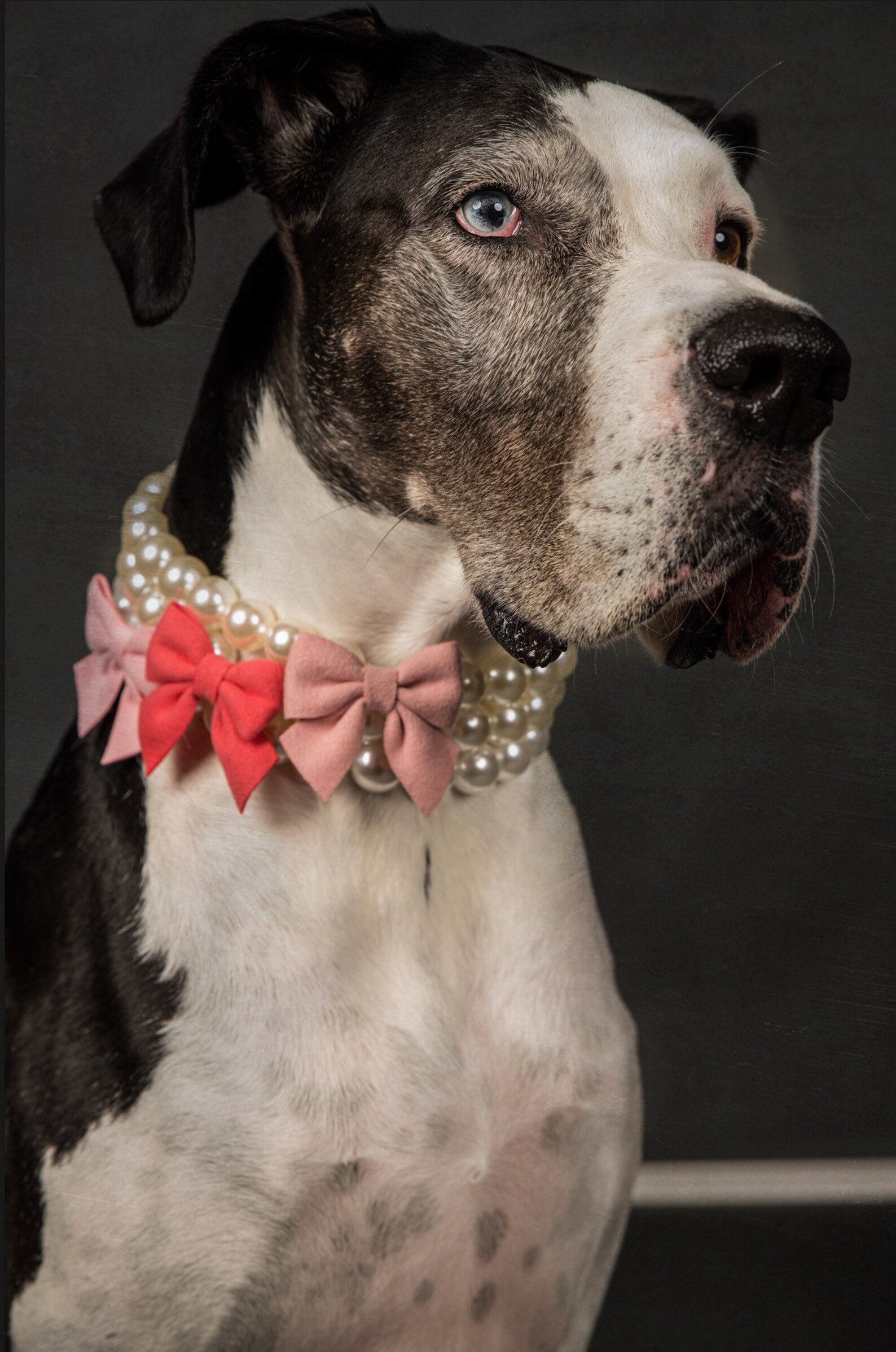 Pearl Dog Collar Necklace Pearl Necklace W/bow Bow - Etsy