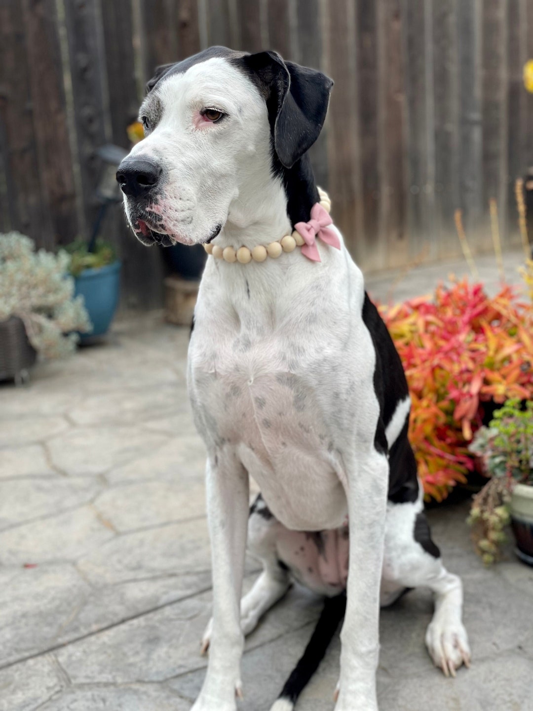 Boho Bead Dog Collar Necklace Boho Necklace W/ Bow Bow Dog Necklace