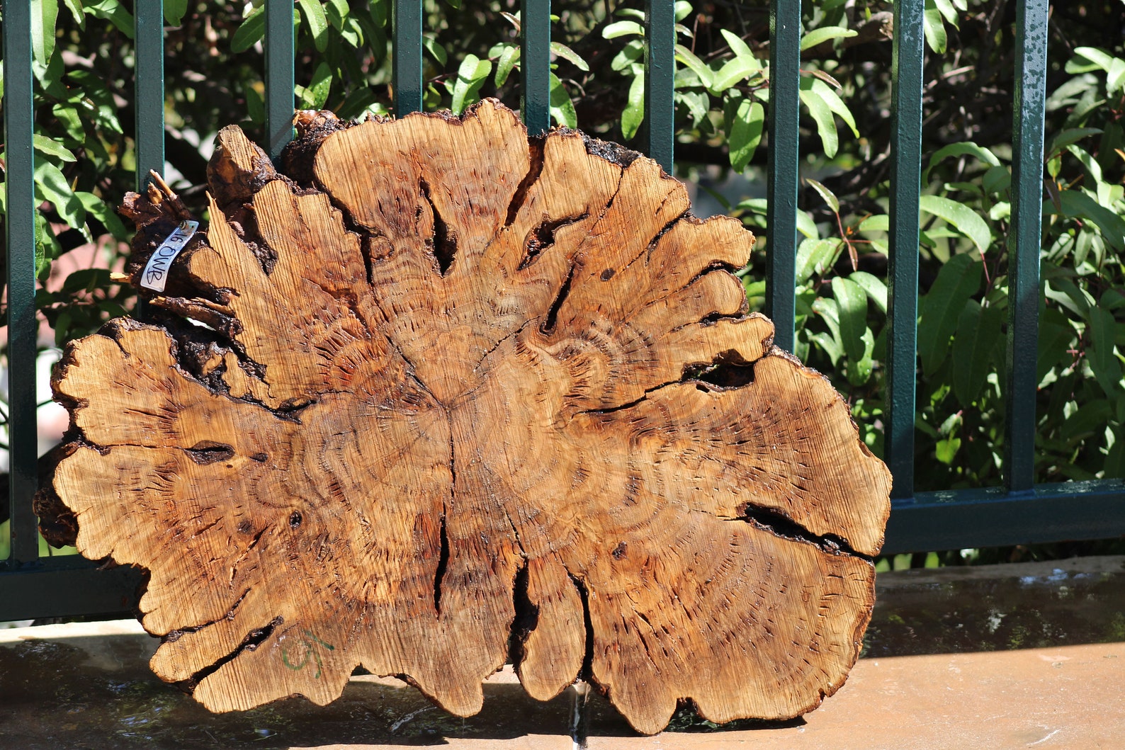 Raw Olive Burl Wood Cookie slice Etsy raw-olive-burl-wood-cookie-slice-etsy