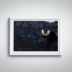 Stampa fotografica di un gatto in una strada, fotografia artistica di un gatto in ombra e in luce di cui si vedono solo le orecchie