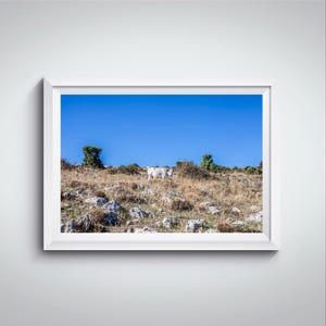 Fotografia di Vacca Podolica che Guarda l’Obiettivo / Stampa da Parete Campestre / Vacca Podolica su Terreno Selvaggio / Arte Fotografica