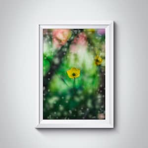 Fotografia di fiori - Fiore Ranuncolo giallo - Decorazione da parete - Fiore elegante - Fiore Fine Art - Fotografia naturalistica