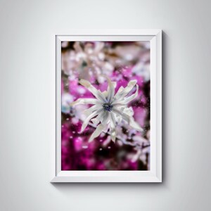Stampa fotografica artistica che ritrae il fiore del Calicanto, Decorazione murale floreale per la casa, Arte Fotografica Floreale in Fucsia