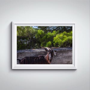 Ritratto fotografico di una capra selvatica / Fotografia di strada / Puglia / Stampa fotografica originale / Decorazione per la casa