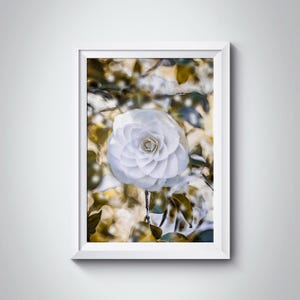 Fotografia di fiori - Fiore Camelia Alba Plena - Decorazione da parete - Fiore elegante - Fiore Fine Art - Fotografia naturalistica