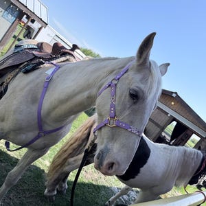 May include: A pale grey horse wearing a purple halter and harness, with a saddle on its back. A second horse, with black and white markings, is also present. The scene is set outside on a sunny day.