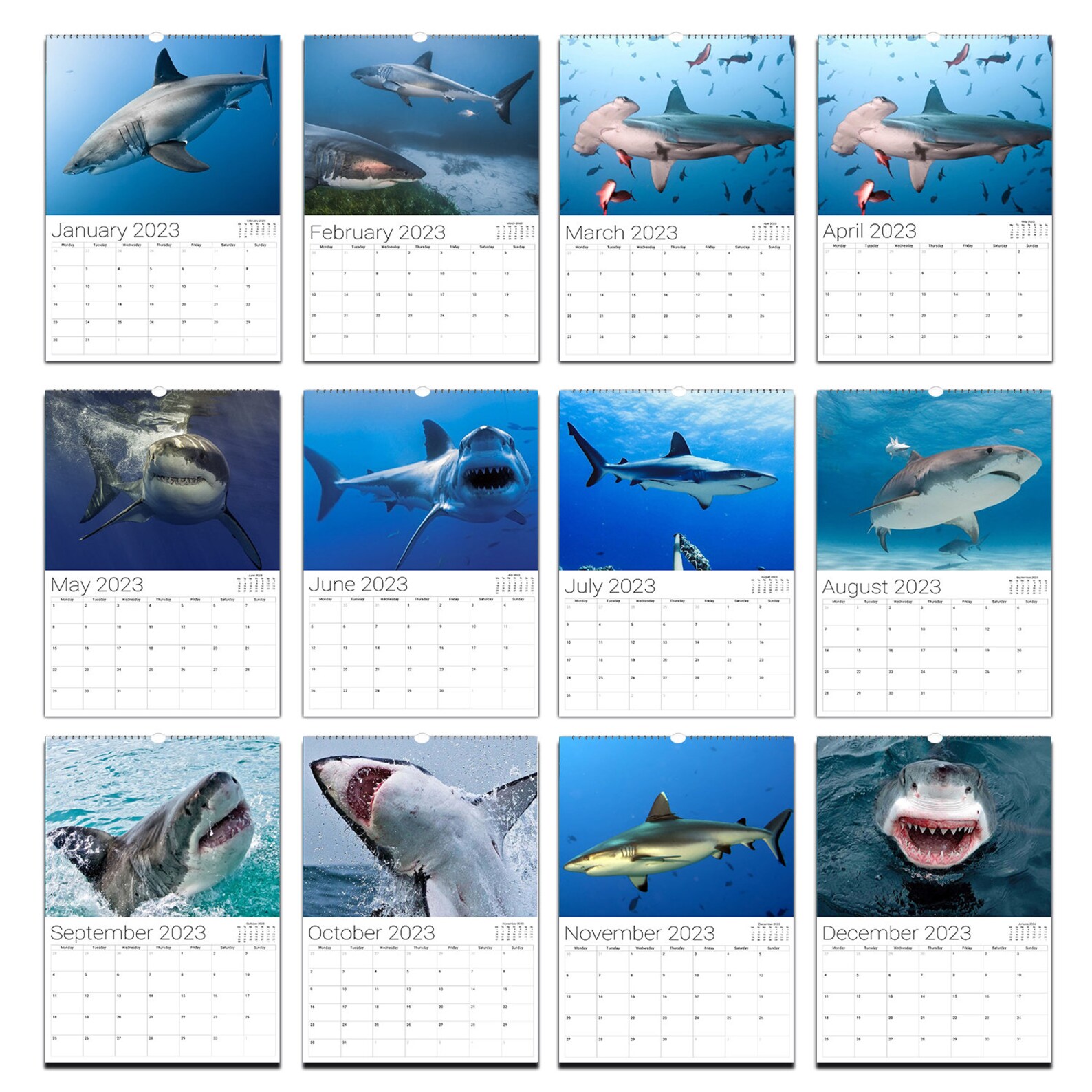 Sharks Calendar 2024 Etsy