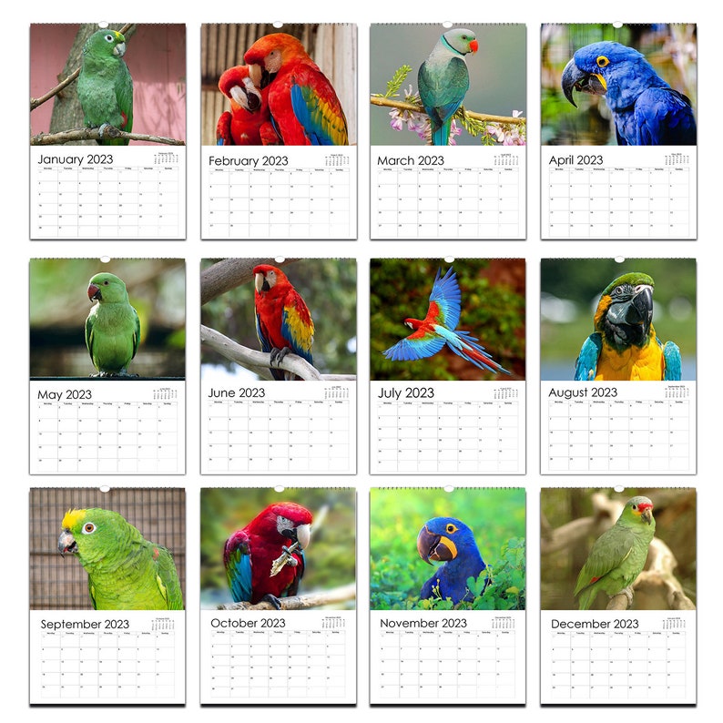 Colourful Parrots Calendar 2024 Etsy