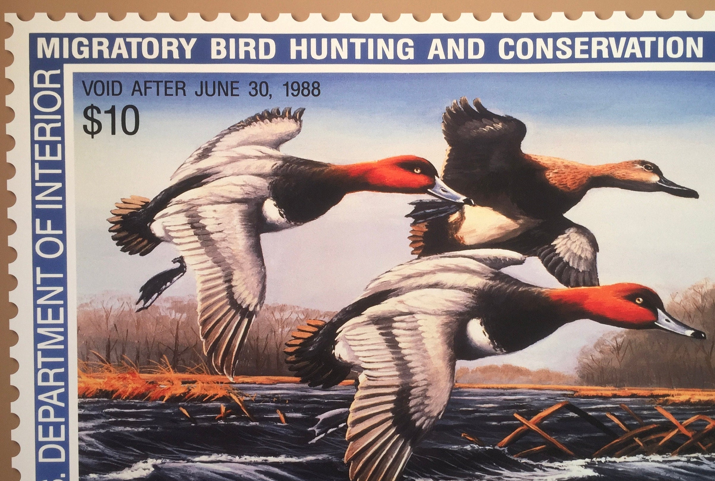Duck Hunting Art 1987 Duck Stamp Poster Print 18x12 Etsy