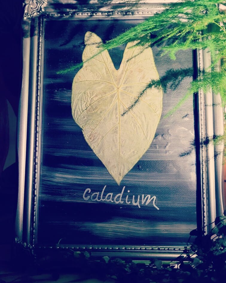 Feuille de Caladium Séchée, Herbier Caladium, Encadré, Fait-Main en France