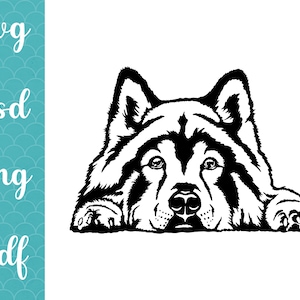Malamute d'Alaska svg portrait chien clipart coupe fichier husky sibérien chien découper cricut chien visage laser vector art conception numérique