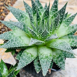 Aloe Aristata, planta suculenta, Aloe de encaje raro, 3 tamaños