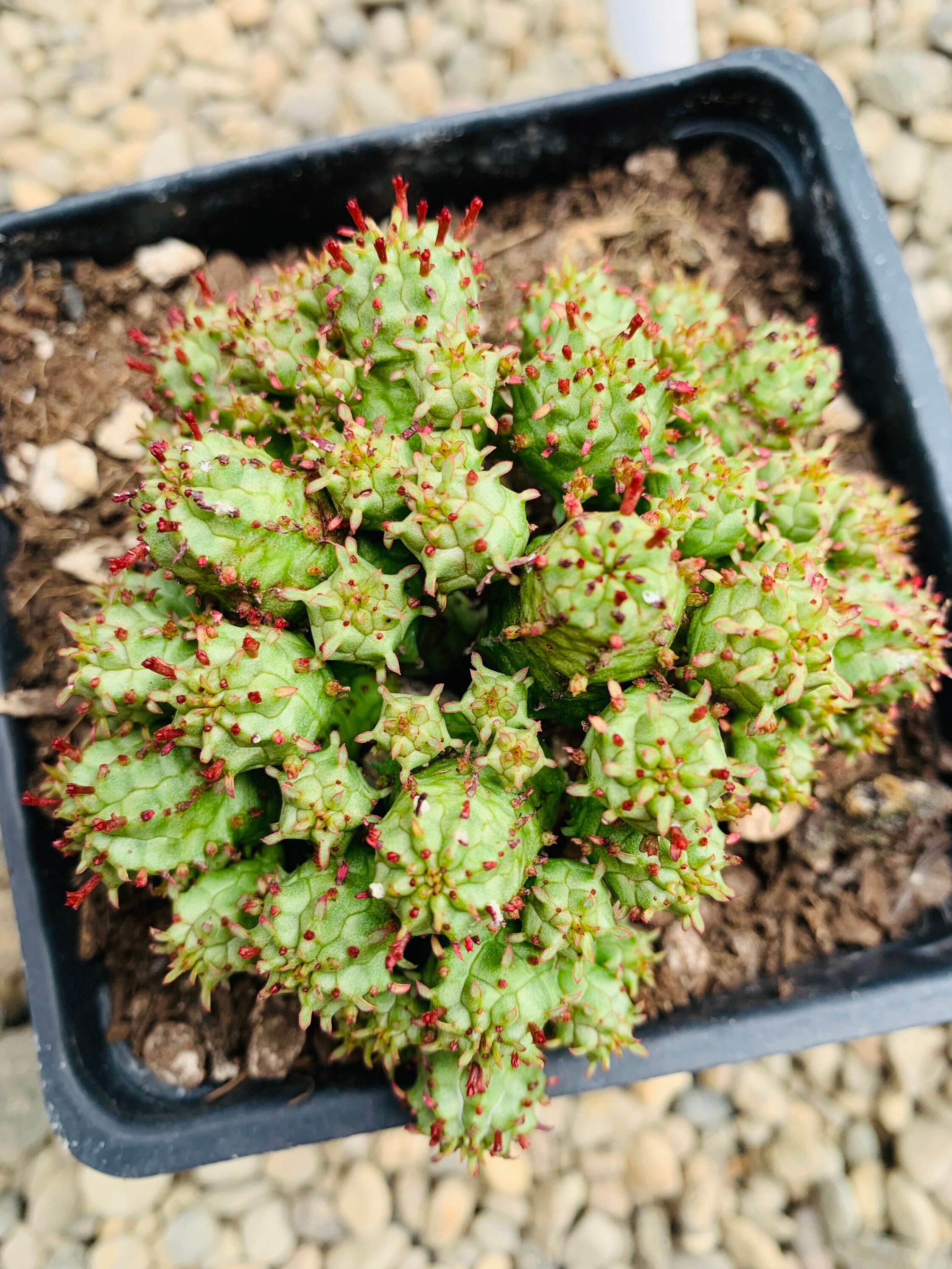 Euphorbia Monstrose - Etsy