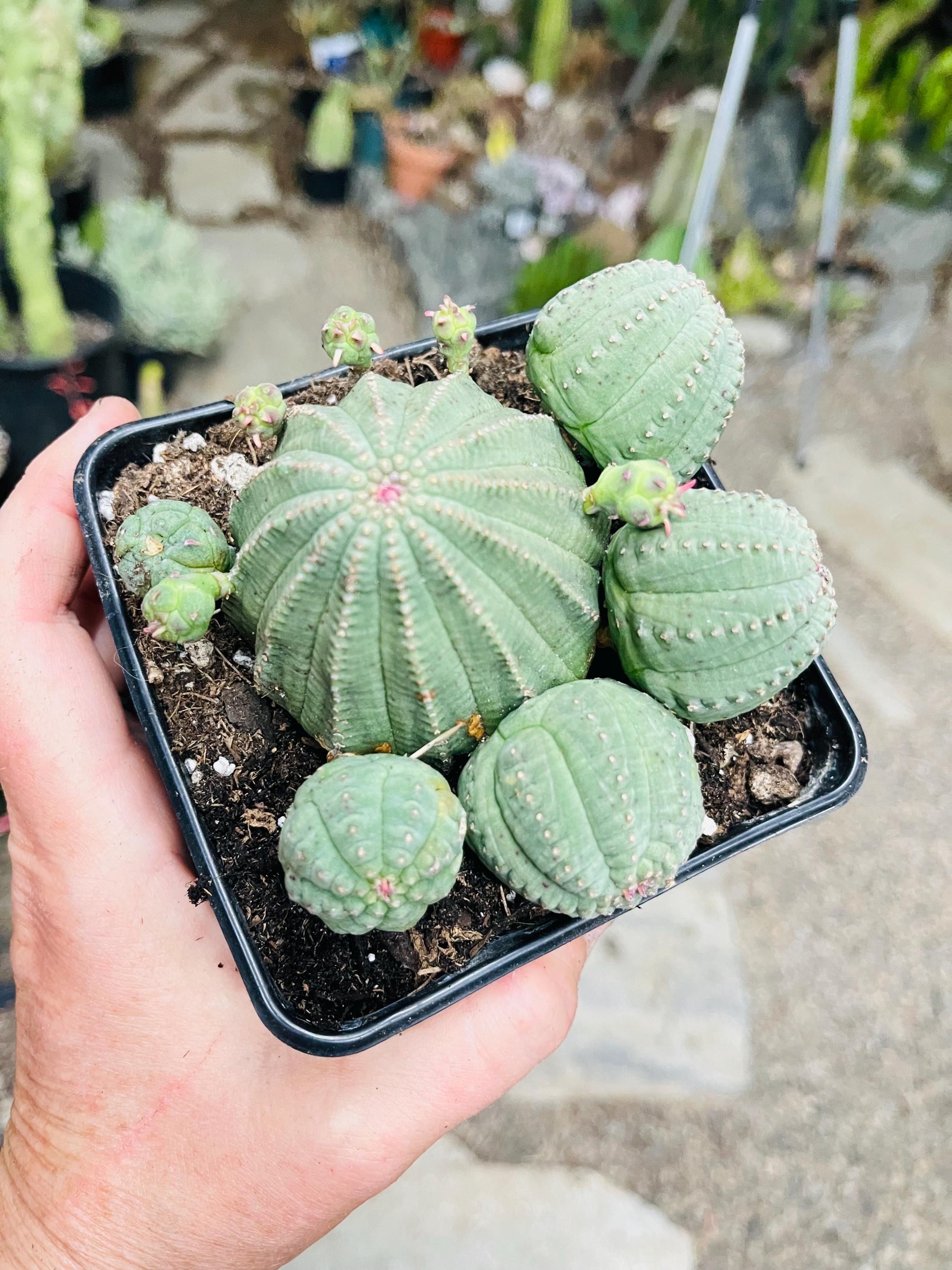 Euphorbia Obesa, Beautiful Baseball Succulents, Pseudocactus - Etsy