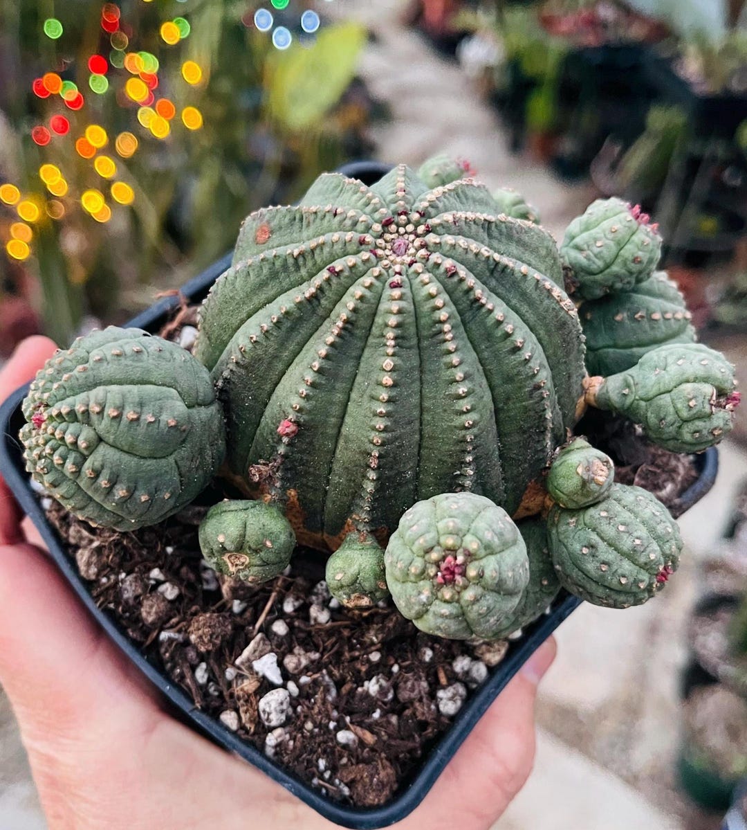 Euphorbia Obesa, Beautiful Baseball Succulents, Pseudocactus - Etsy