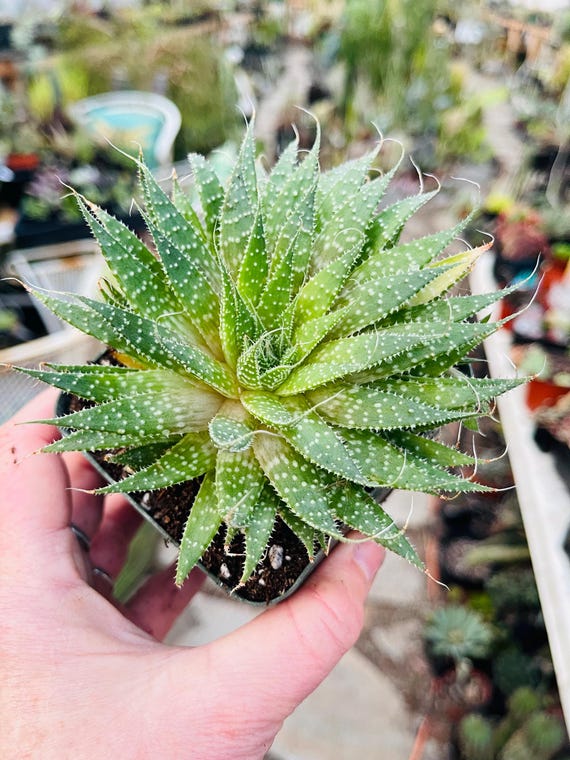 Aloe Aristata Succulent, Rare Lace Aloe, 3 Sizes - Etsy sterreich