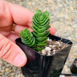 Buddha’s Temple Crassula, Unique and Rare Succulents, Several Rooted and Cutting Sizes