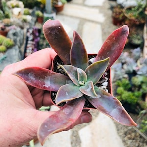 2” Graptoveria Fred Ives, Lovely Purple Hybrid Succulent